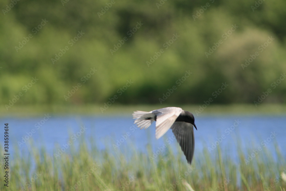 Black tern (Chlidonias niger) flying Black tern (Chlidonias niger) flying