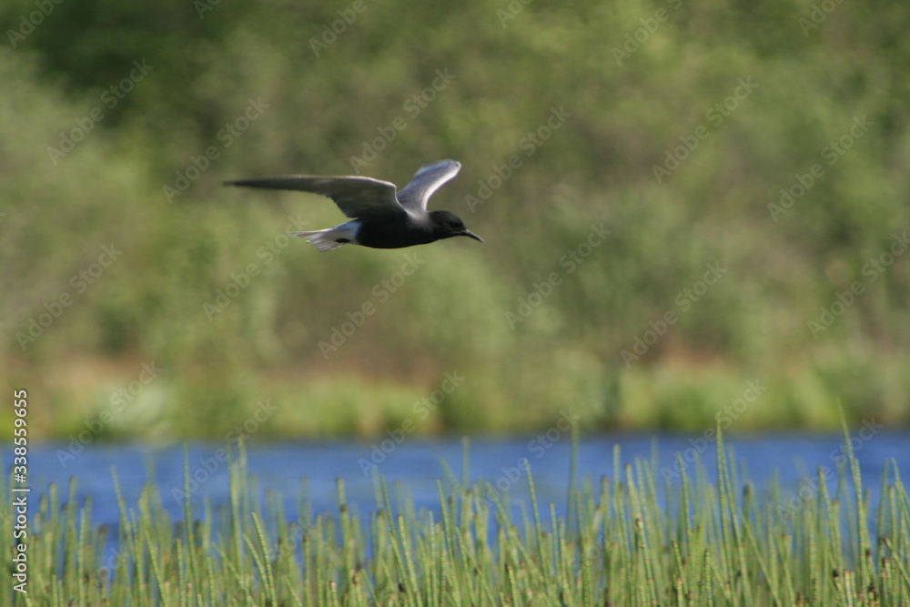 Black tern (Chlidonias niger) flying Black tern (Chlidonias niger) flying