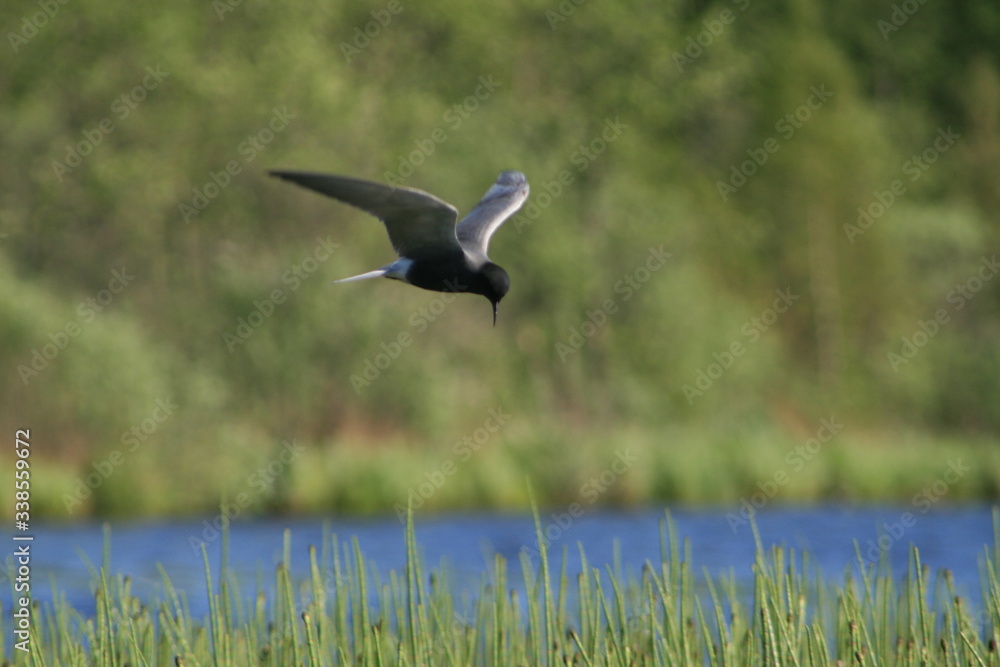 Black tern (Chlidonias niger) flying Black tern (Chlidonias niger) flying