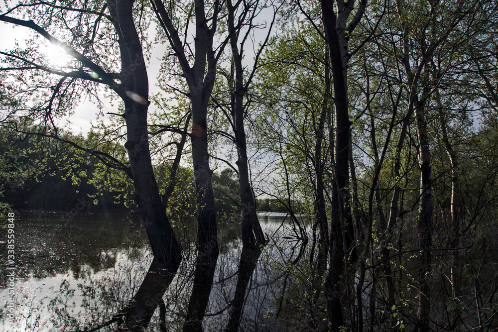 Obraz premium Flooded forest in spring