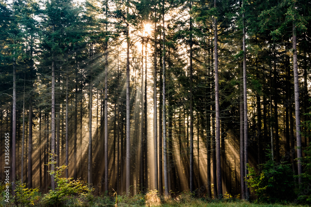 Fototapeta premium Sonnenstrahlen Wald