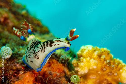 Canvas Print nudibranch