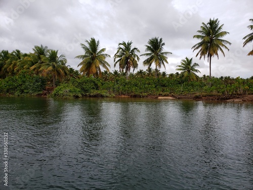 rio  palmeiras  coqueiro  natureza  vegeta    o    gua
