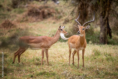 Male and female impala at Lake Nakuru