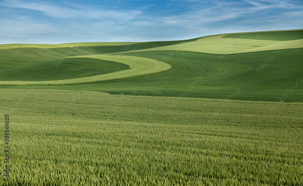 Green flowing fields of grain under blue skies Green flowing fields of grain under blue skies