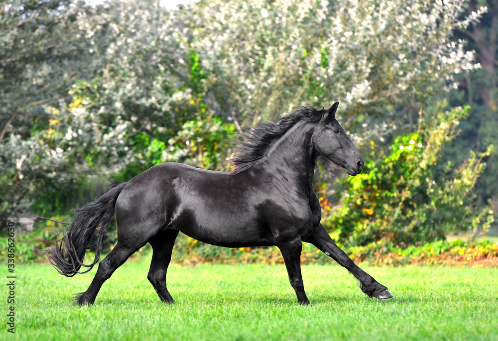 Black friesian horse with long mane runs in the blooming green garden in spring. Animal in motion.