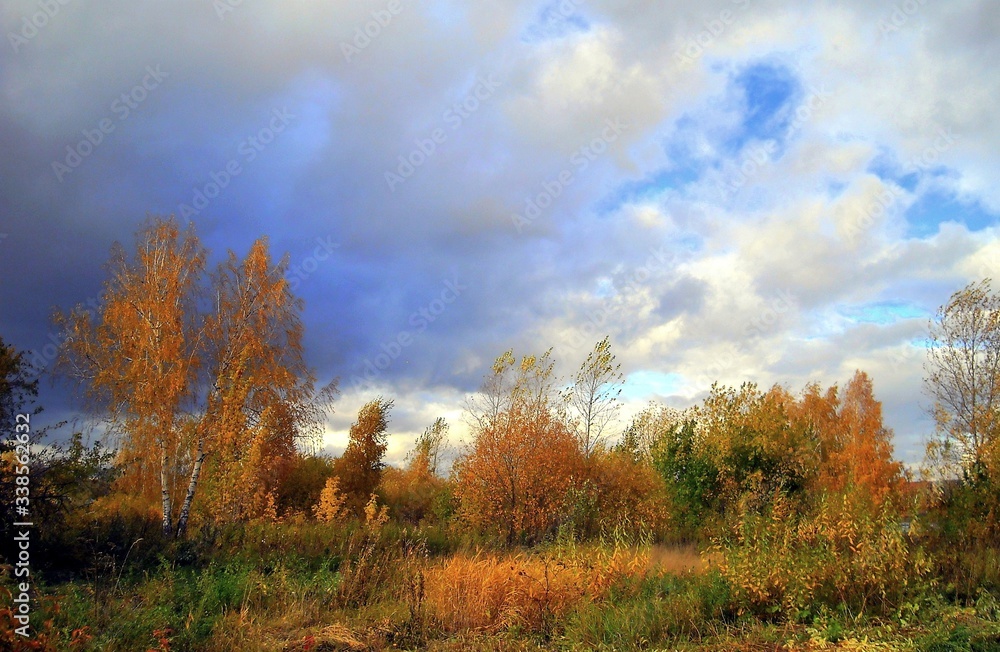 Fototapeta premium morning in the forest