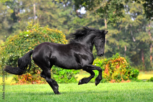 Black friesian horse with long mane runs in the blooming green garden in spring. Animal in motion. © arthorse