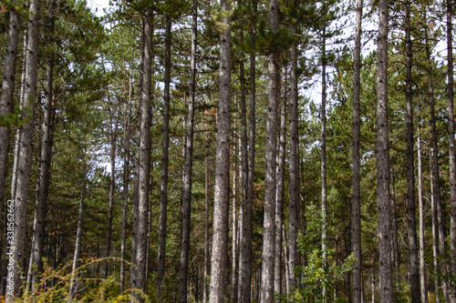 Vertical tree trunks in wild forest