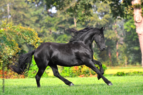 Black friesian horse with long mane runs in the blooming green garden in spring. Animal in motion.