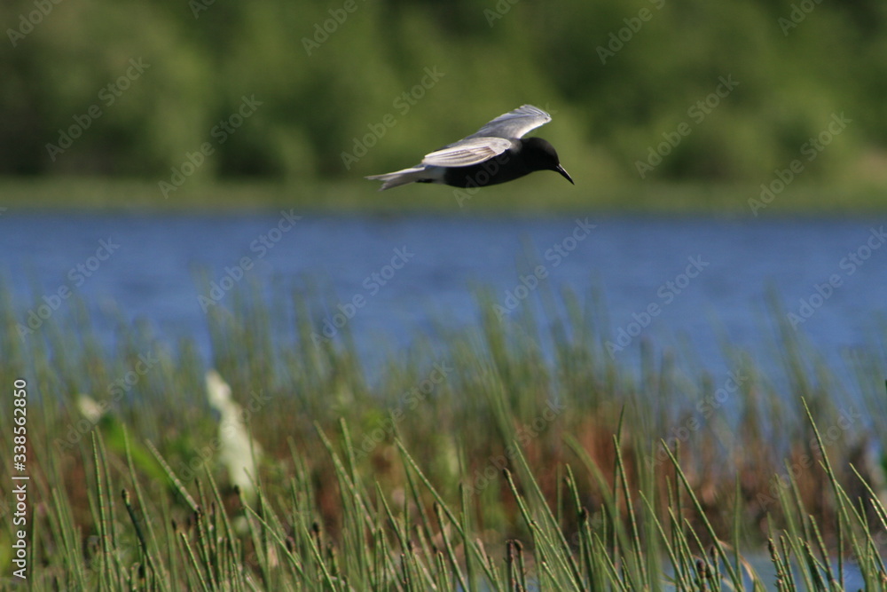 Black tern (Chlidonias niger) flying Black tern (Chlidonias niger) flying