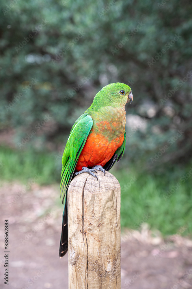  Australian King Parrot, Alisterus scapularis, perched on a fence post, Kennett River, Victoria, Australia