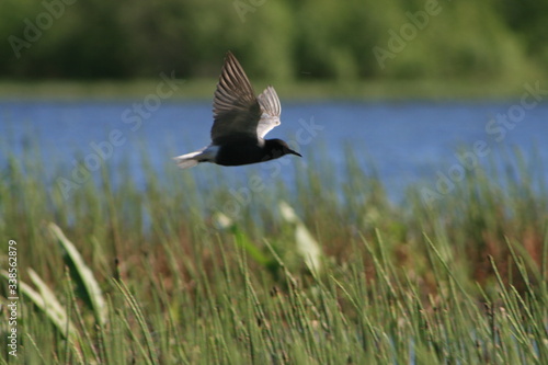 Black tern (Chlidonias niger) flying 