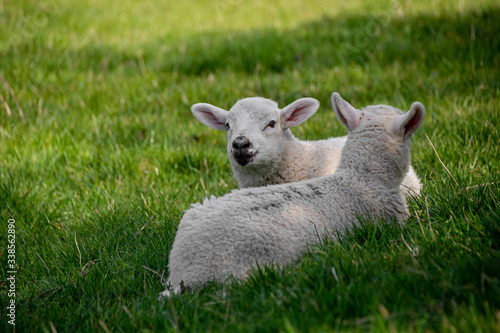 Newborn lambs laying on grass in the shade, hiding from the hot April sunshine
