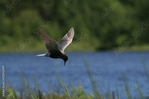 Black tern (Chlidonias niger) flying 