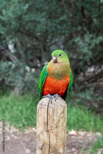 Female Australian King Parrot, Alisterus scapularis, perched on a fence post, Kennett River, Victoria, Australia