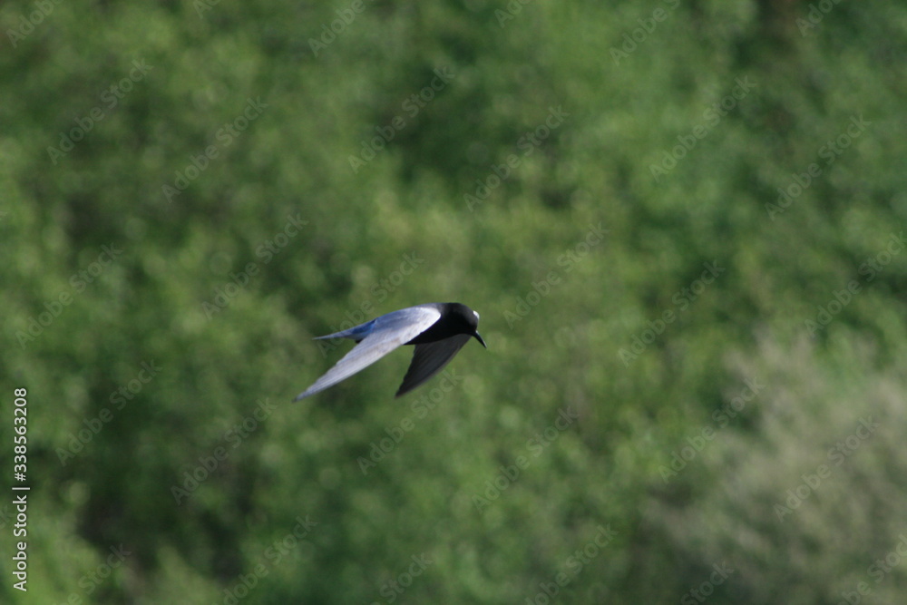 Black tern (Chlidonias niger) flying Black tern (Chlidonias niger) flying