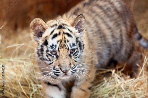 Fototapeta Naklejka Na Ścianę i Meble -  Tiger cub in animal game park close-up