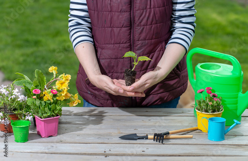 Gardeners hand planting flowers in pot with dirt or soil. Woman care of flowers in garden or greenhouse. gardener is happy for results.