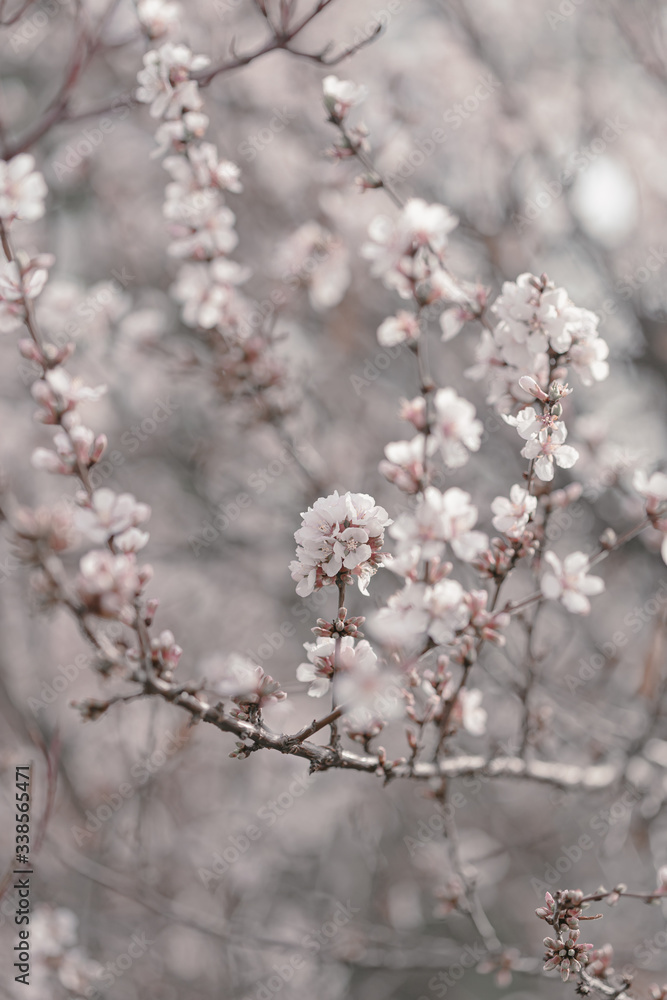 Blooming cherry sakura trees pink and white. Cherry blossoms. Denver city views during Spring time. Spring season. Beautiful bloom trees in park. Historical views. Pink and white petals on cherry tree