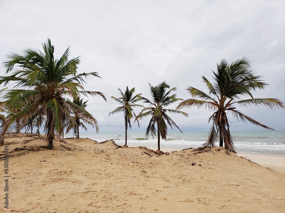 coqueiros, palmeiras, deserto, oásis, paraíso, salvação, água, natureza, vida coqueiros, palmeiras, deserto, oásis, paraíso, salvação, água, natureza, vida