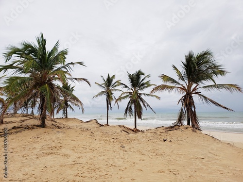 coqueiros, palmeiras, deserto, oásis, paraíso, salvação, água, natureza, vida © Gilson Mekelburg