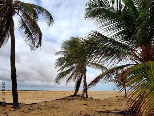 coqueiros  palmeiras  deserto  o  sis  para  so  salva    o    gua  natureza  vida