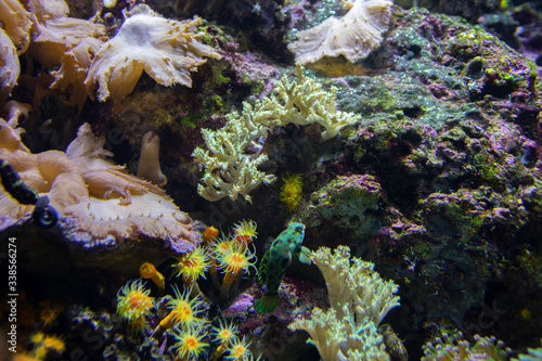 Ocellated Dragonet fish in aquarium