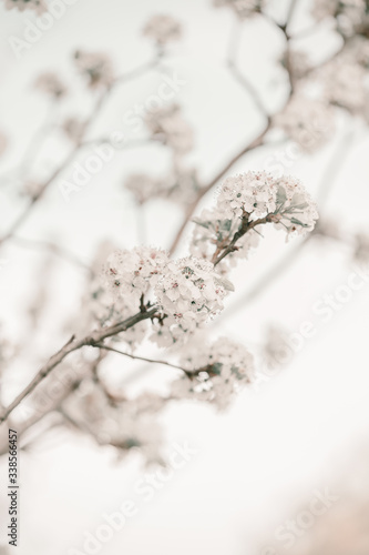 Blooming cherry sakura trees pink and white. Cherry blossoms. Denver city views during Spring time. Spring season. Beautiful bloom trees in park. Historical views. Pink and white petals on cherry tree © Regina Foster