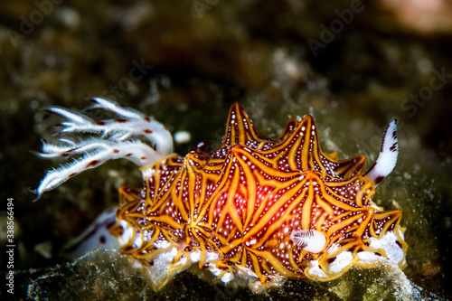 nudibranch