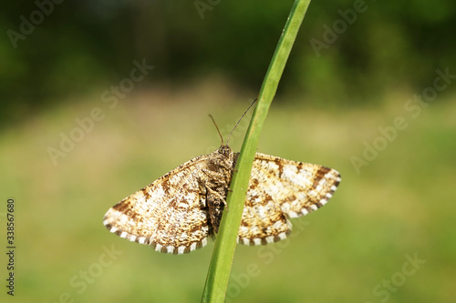 Nahansicht eines weiblichen Heidespanners photo