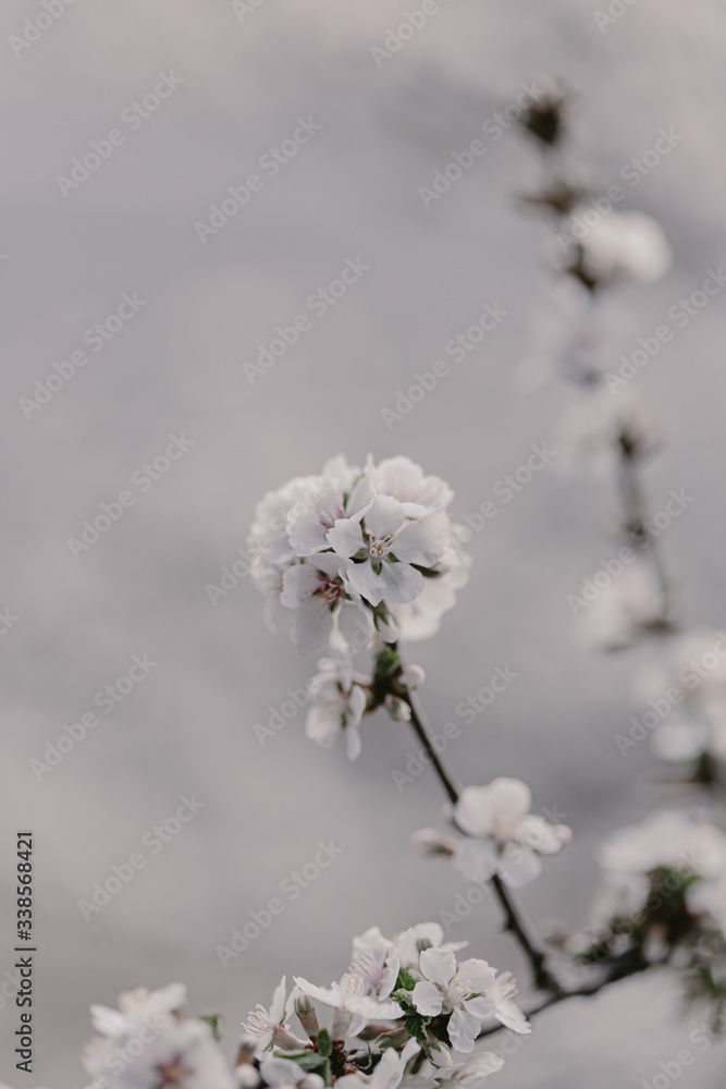 Blooming cherry sakura trees pink and white. Cherry blossoms. Denver city views during Spring time. Spring season. Beautiful bloom trees in park. Historical views. Pink and white petals on cherry tree Blooming cherry sakura trees pink and white. Cherry blossoms. Denver city views during Spring time. Spring season. Beautiful bloom trees in park. Historical views. Pink and white petals on cherry tree