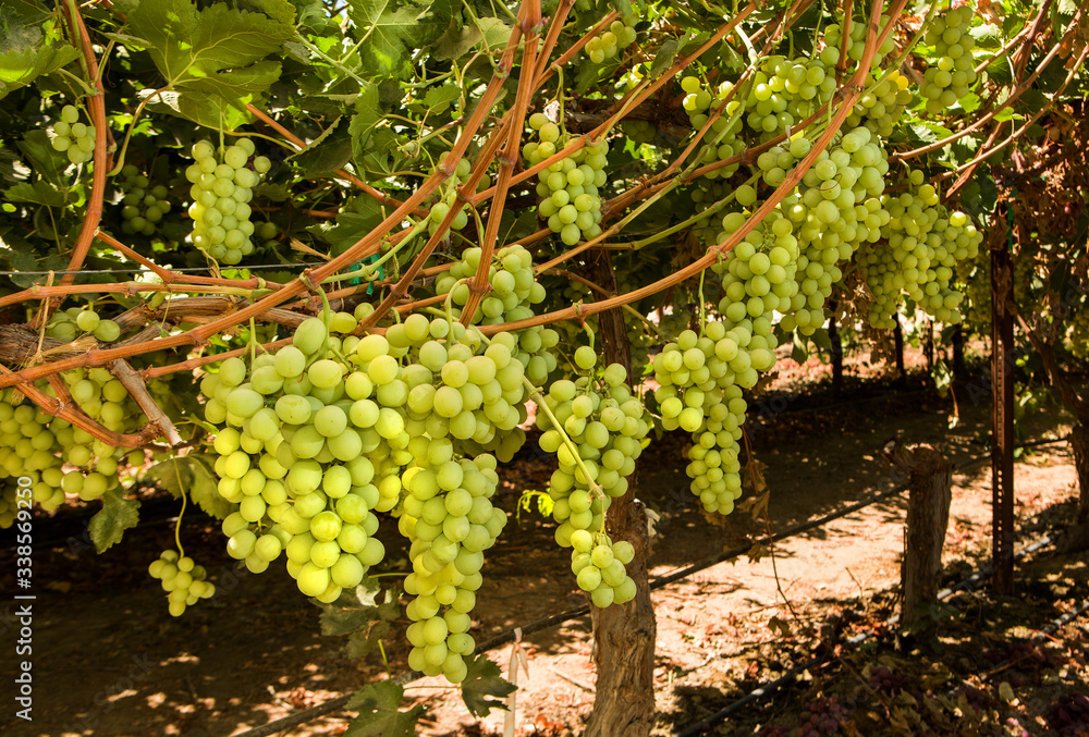 Green Table Grape vines