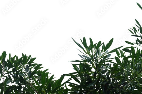 Tropical tree leaves on white isolated background for green foliage backdrop 