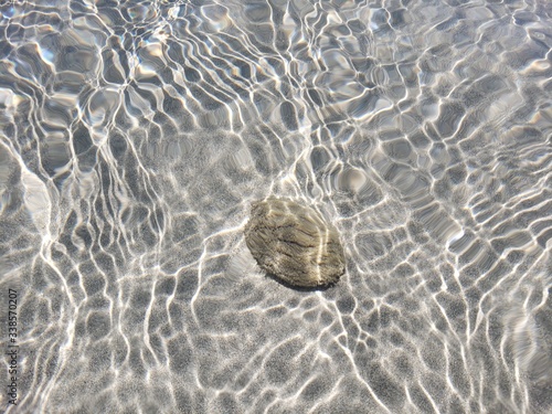 frutos do mar, corais, conchas, natureza, praia, água cristalina, vida marinha, 