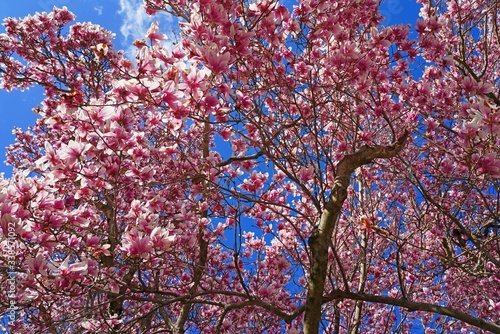 Fototapeta Pink flowers of a saucer magnolia tree in bloom in the spring