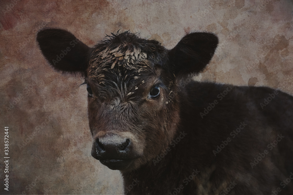 Fototapeta premium Rustic old vintage texture overlay on black Angus calf portrait, abstract baby cow art.