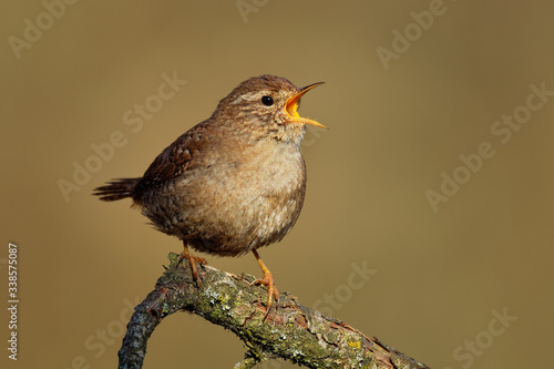 Eurasian Wren (Troglodytes troglodytes) singing on the branch, very small brown bird, the only member of the wren family Troglodytidae found in Eurasia and Africa (Maghreb)
