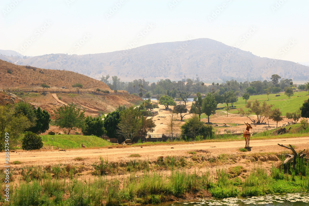Fototapeta premium Sunny of the San Diego Zoo Safari Park