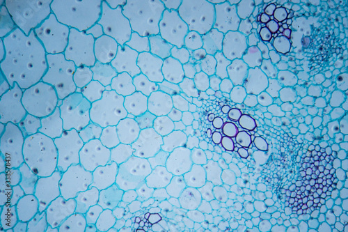 Microscopic image of sunflower stem (cross-section) photo