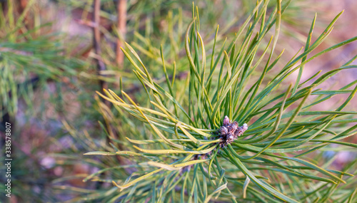 Pine needles diverge from the center. Pine needles close up. Pine, green sprig of pine. Forest. Background drawn by nature.