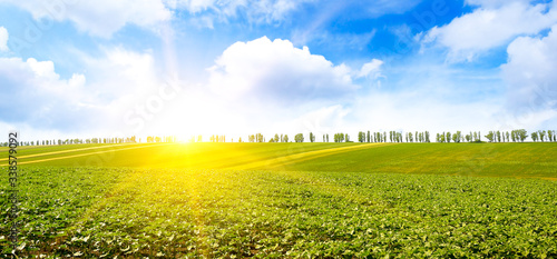 Panorama of young sunflower sprouts on spring field and beautiful sunset © Serghei V