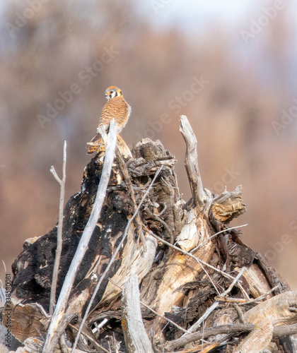 kestal on a pile of wood in spring at Market Lake National Wildlife Management Area in Idaho © J. Omar Hansen