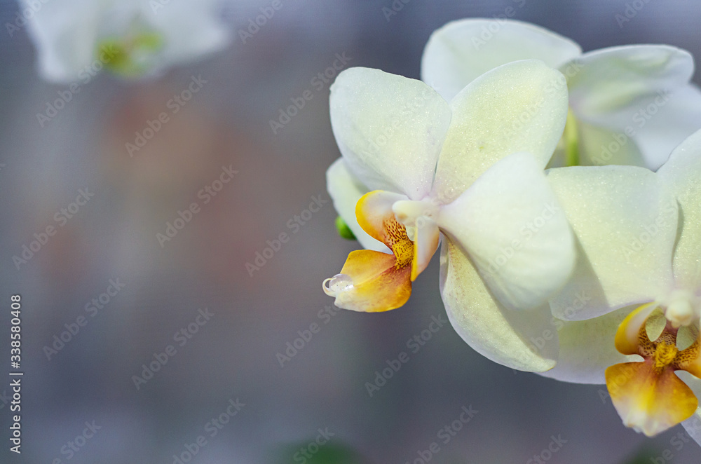 white, yellow phalaenopsis orchid with dewdrop, macro, closeup, on dark background with sunbeams with copy space white, yellow phalaenopsis orchid with dewdrop, macro, closeup, on dark background with sunbeams with copy space