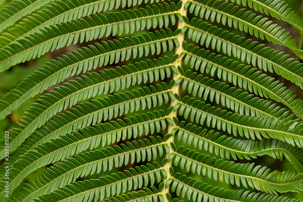 Close up of a fern branch Close up of a fern branch