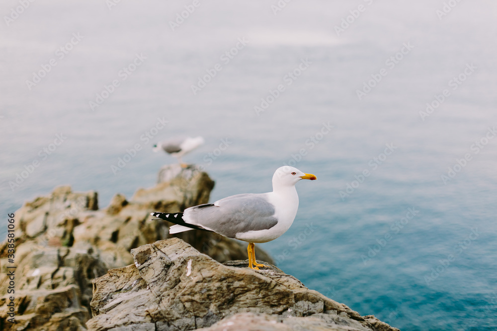 beautiful seagull on the rocky beach beautiful seagull on the rocky beach