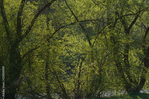 Salix alba im Fr  hling