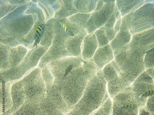água cristalina, peixe, amarelo, transparente, férias, natureza, 