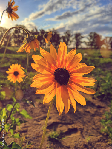 Hola, soy Lucas Moyano les presento una foto de tantas. Se observa una flor amarilla muy parecida al girasol. photo