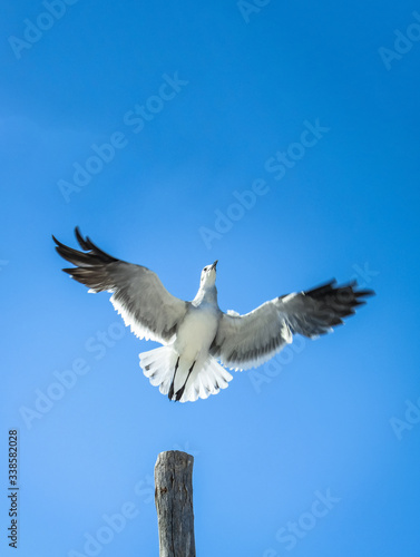 seagull in flight in blue sky © CarlosFrancoPh
